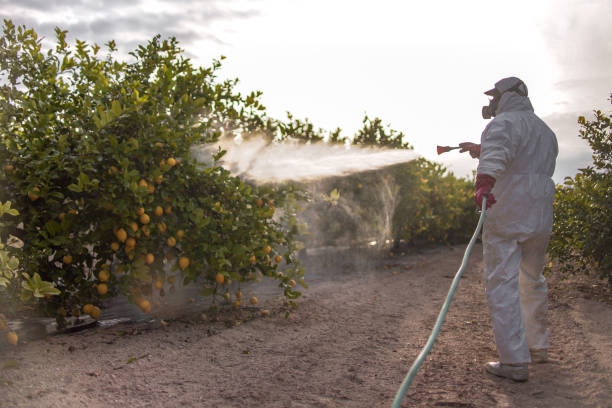 Best Termite Control Services  in Oakland, CA
