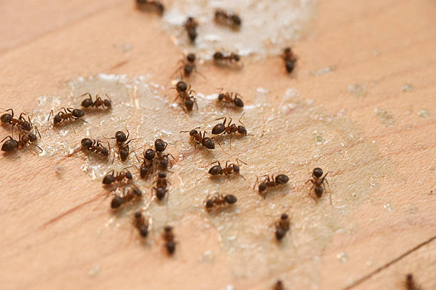 Best Mosquito Control Services  in Oakland, CA